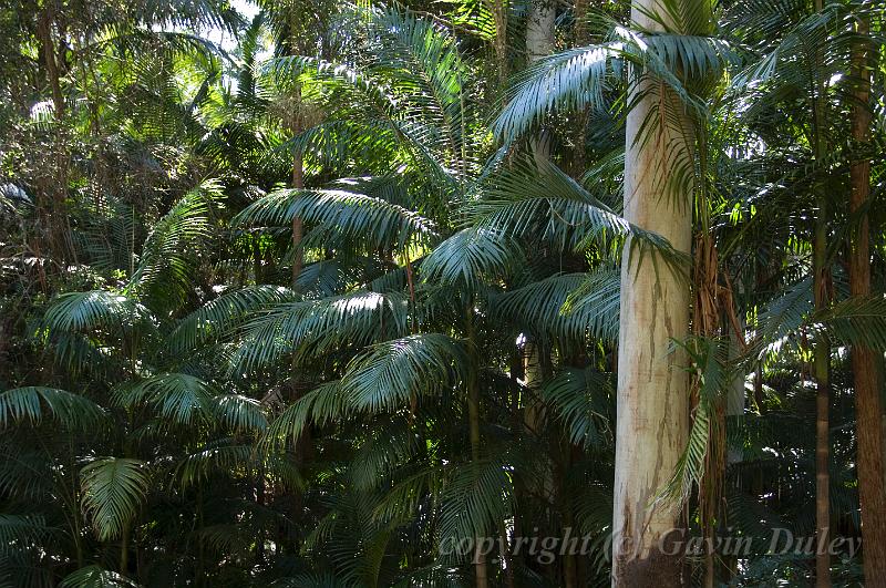 Mount Tambourine Botanic Gardens IMGP0667.jpg